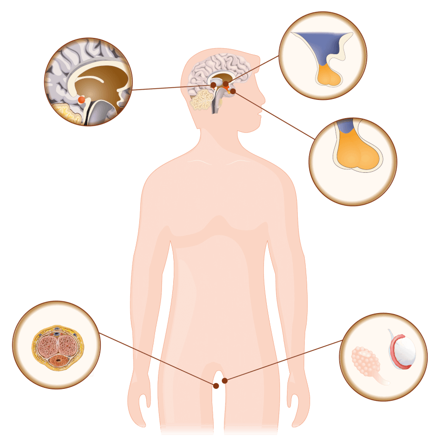 Endocrinien